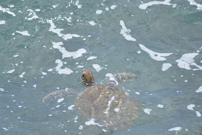 4x4 Tour - Sandboard, Shark & Green Turtle's Bay, Snacks & Drinks - Shark Bay and lemon sharks at the mercy of the sea
