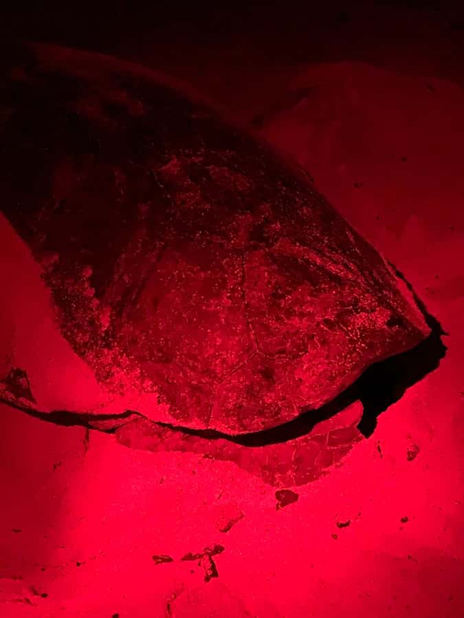 Boa Vista: Guided Turtle Experience with a Certified Guide - Key points at a glance