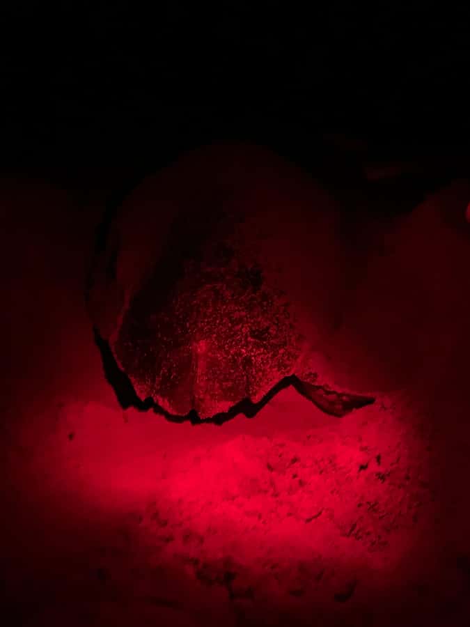 Boa Vista: Guided Turtle Experience with a Certified Guide - Waiting for a loggerhead on Boa Vista