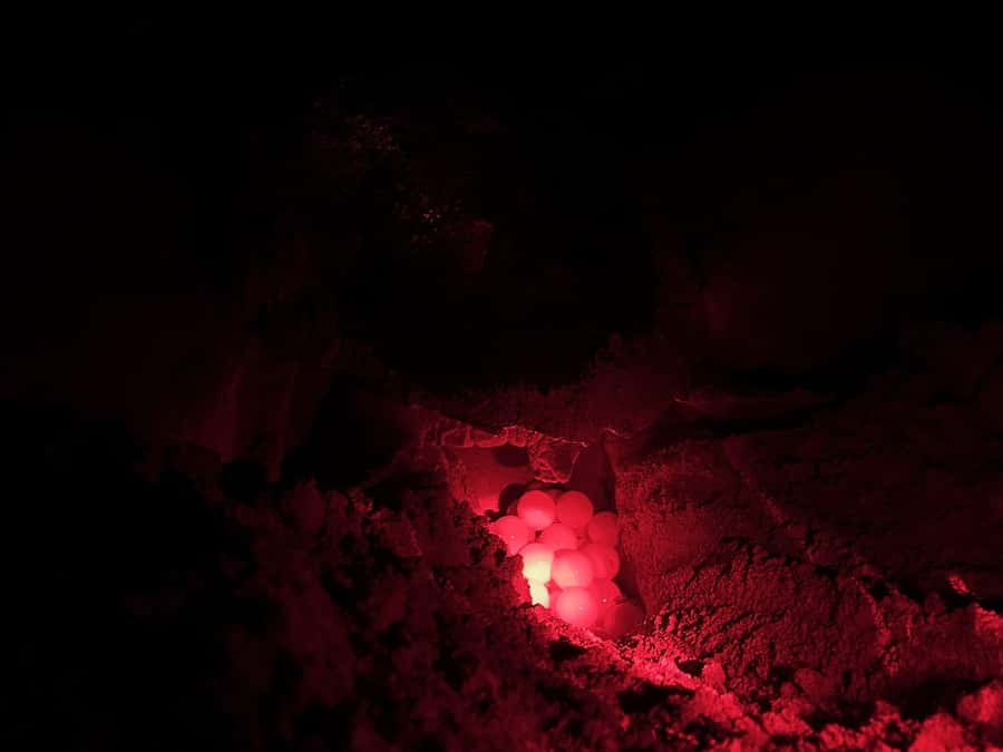 Boa Vista: Guided Turtle Experience with a Certified Guide - The beach briefing and turtle rules