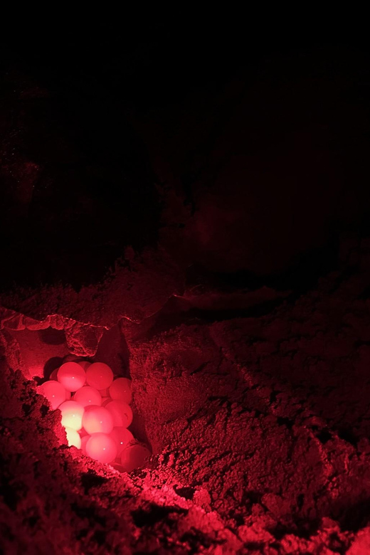 Boa Vista: Guided Turtle Experience with a Certified Guide - A responsible way to see wildlife