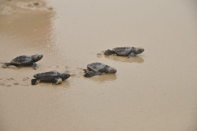 Boa Vista Island: Full-Day Wild Beaches & Viana Desert Experience - Fonte Vicente Oasis: plants in a dry country