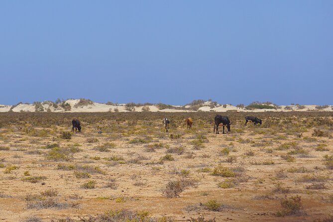 Boa Vista Island: Full-Day Wild Beaches & Viana Desert Experience - Ervatão Beach and the turtle connection