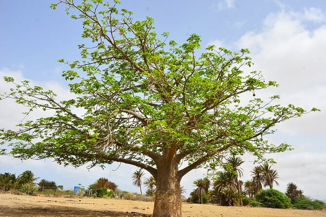 Boa Vista Island: Full-Day Wild Beaches & Viana Desert Experience - Lunch in Fundo das Figueiras