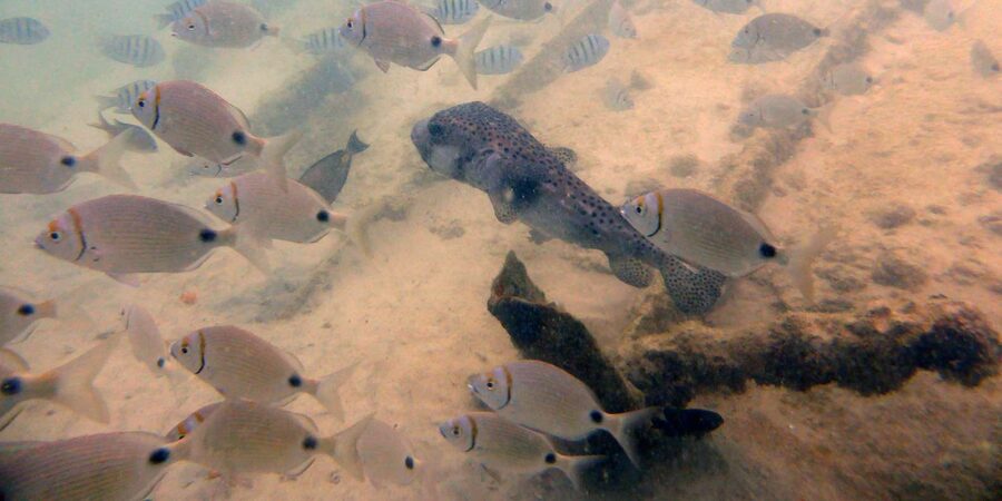 Boa Vista: Motoryacht Trip with Fishing, Snorkel, Beach BBQ - Bottom fishing, with no pressure to take part