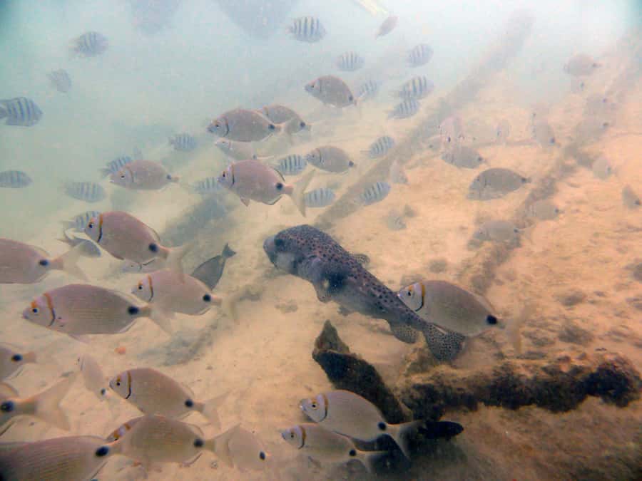 Boa Vista: Motoryacht Trip with Fishing, Snorkel, Beach BBQ - Landing on the uninhabited island
