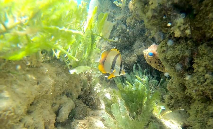 Boa Vista Reef Snorkeling in Gatas Bay / Aperitif with Locals - Why Gatas Bay is a good snorkeling choice