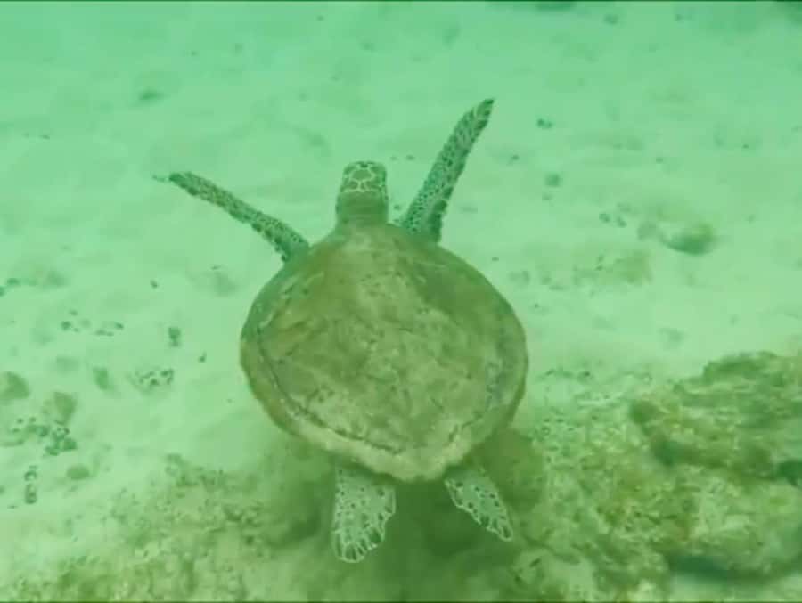 Boa Vista Reef Snorkeling in Gatas Bay / Aperitif with Locals - One hour among coral and tropical fish