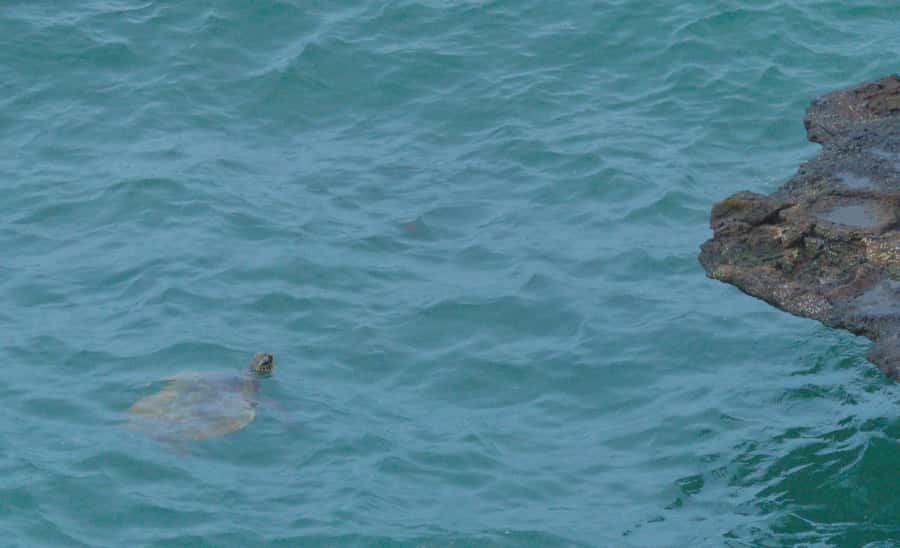 Boa Vista: Shark, Turtles, Cave, Sandboarding & Tasting Tour - Turtle Bay rewards patience and careful watching