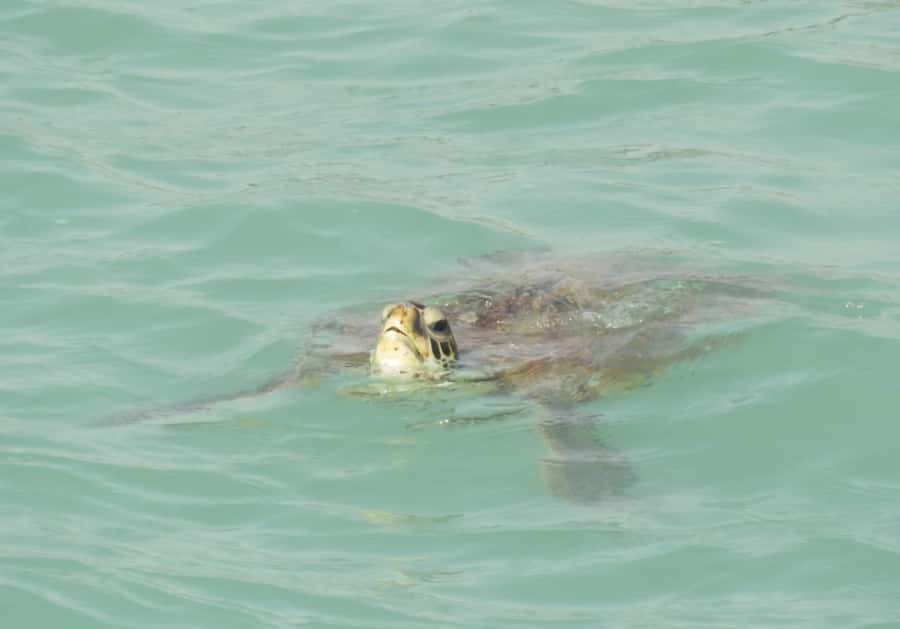 Boa Vista: Turtles, Sharks, City of Sal Rei, Santa Monica Beach, Shipwreck ... - Sandboarding across the Viana Desert