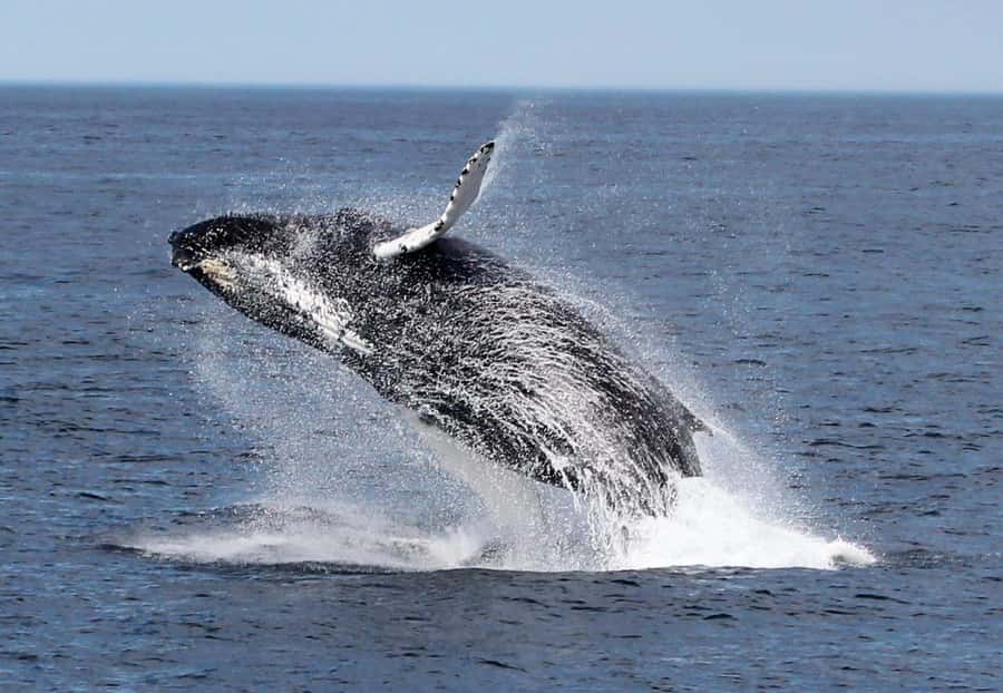 Boa Vista: Whale Watching Trip with Motoryacht - Should you book the Boa Vista whale-watching trip?