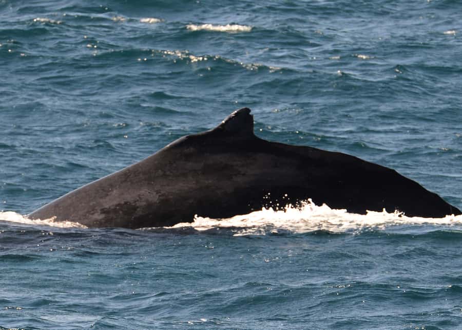 Boa Vista: Whale Watching Trip with Motoryacht - Is $94 a fair price?