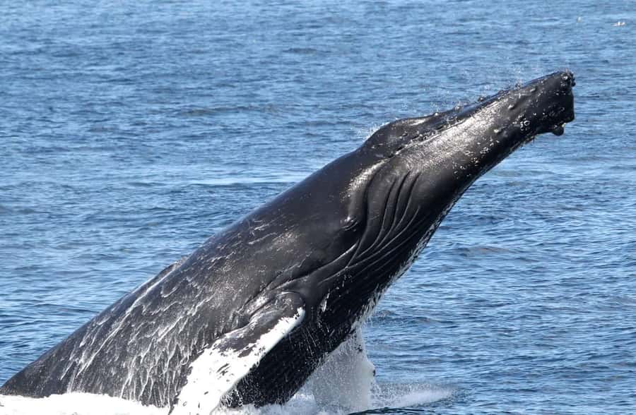 Boa Vista: Whale Watching Trip with Motoryacht - Morning or afternoon departure?