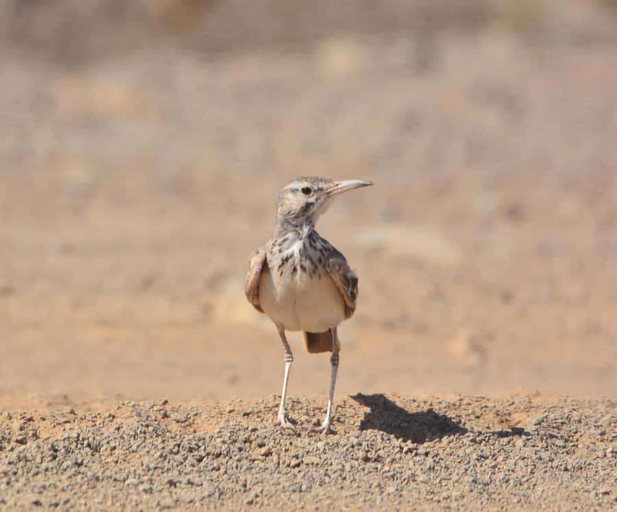 Boavista: Private Birdwatching Expedition in natural Habitat - A four-hour search through Boa Vista’s bird country
