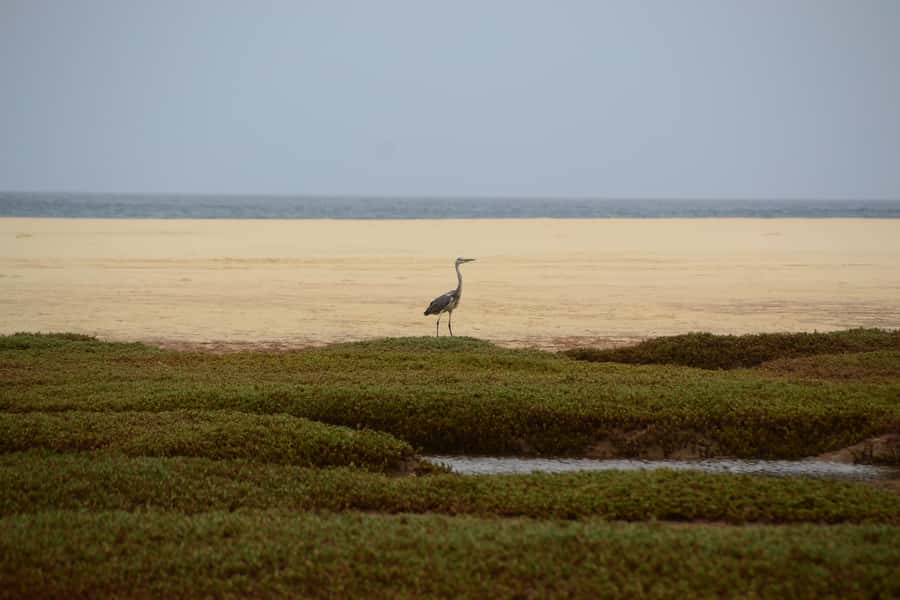 Boavista: Private Birdwatching Expedition in natural Habitat - Should you book this private birdwatching tour?