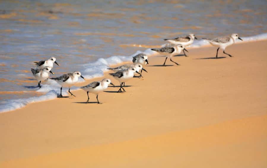 Boavista: Private Birdwatching Expedition in natural Habitat - Protected areas, salt marshes, and wetland birds
