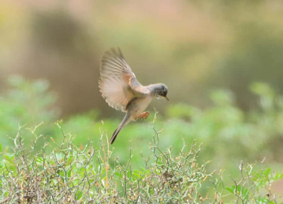 Boavista: Private Birdwatching Expedition in natural Habitat - Why the guide can make or break the experience