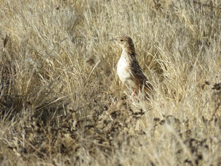 Boavista: Private Birdwatching Expedition in natural Habitat - The 4x4 ride and what you see from the seats