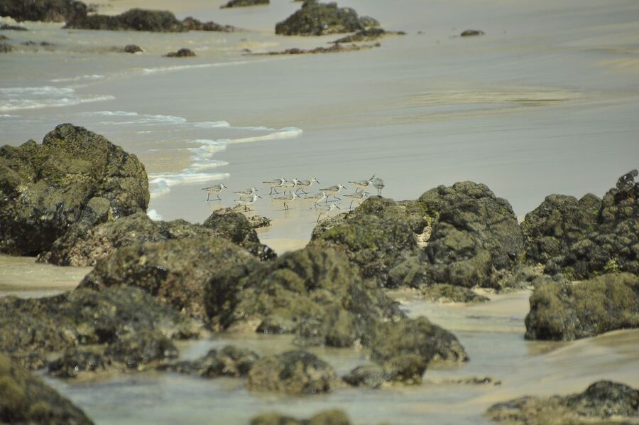 Boavista: Private Birdwatching Expedition in natural Habitat - Private touring gives you useful flexibility