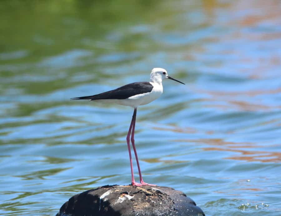 Boavista: Private Birdwatching Expedition in natural Habitat - Who should book this Boa Vista bird tour?