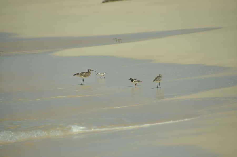 Boavista: Private Birdwatching Expedition in natural Habitat - The best way to prepare