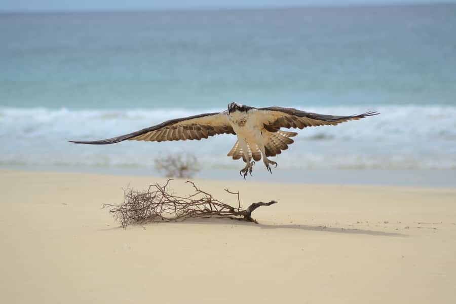 Boavista: Private Birdwatching Expedition in natural Habitat - Cape Verdean birds and migrant visitors
