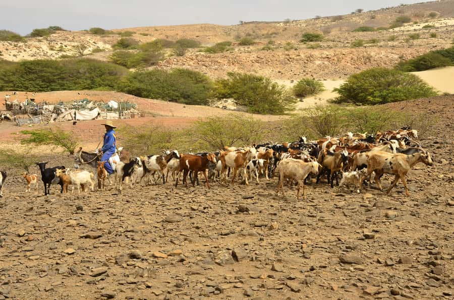 Boavista: Traditional & Local Experience Tour - João Galego shows Boa Vista as a lived-in island