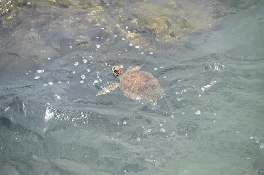 Boavista: Turtle, Shark, Santa Monica, Sandboard & Tasting - Key Points