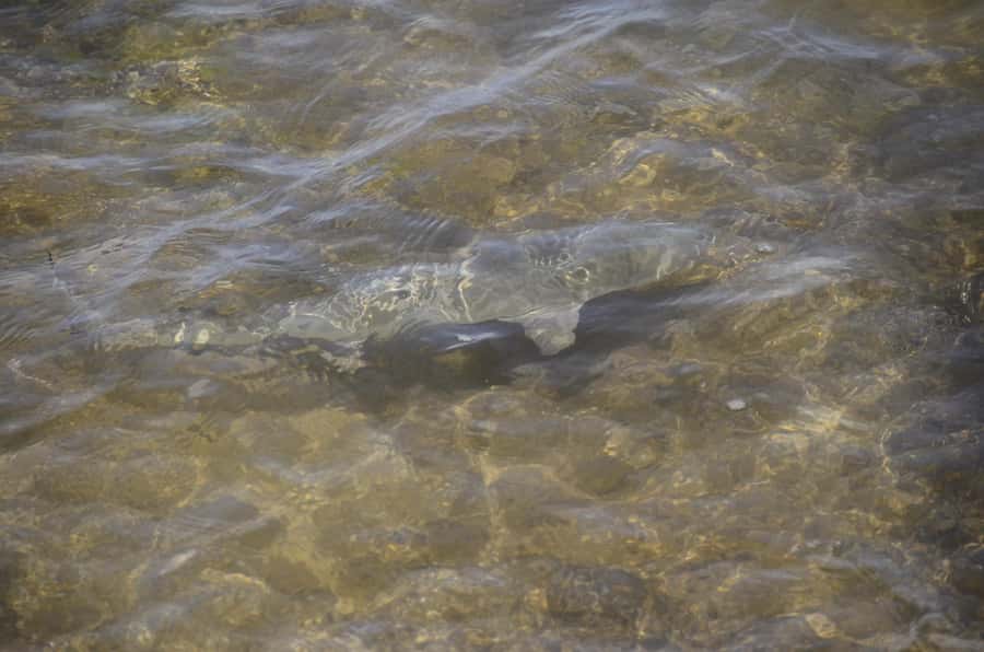 Boavista: Turtle, Shark, Santa Monica, Sandboard & Tasting - Why This Four-Hour Tour Works So Well