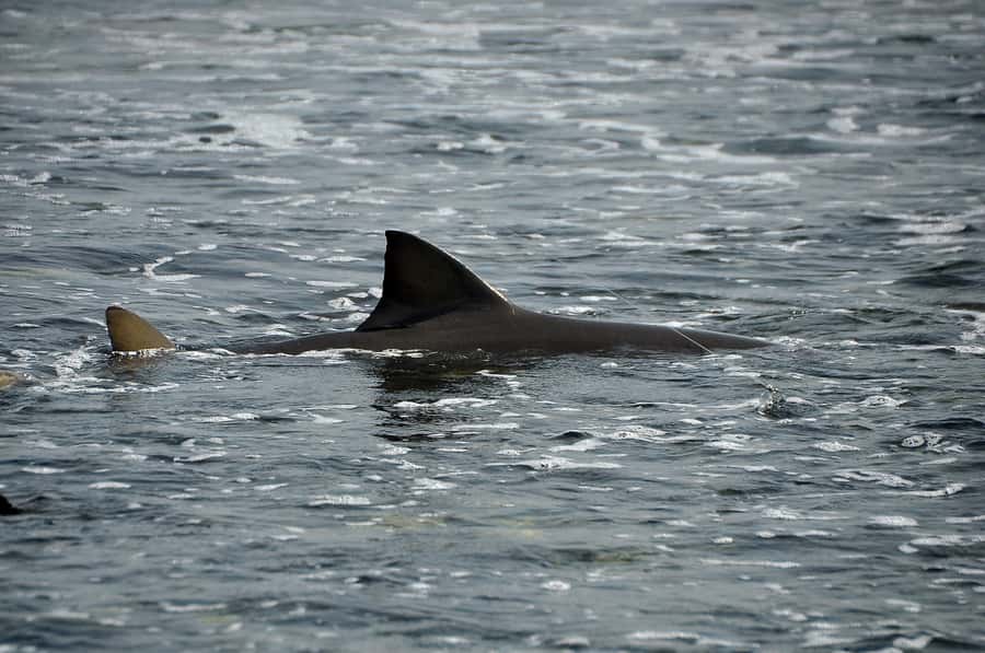 Boavista: Turtle, Shark, Santa Monica, Sandboard & Tasting - Turtle Bay and Shark Bay: Nature Sets the Schedule