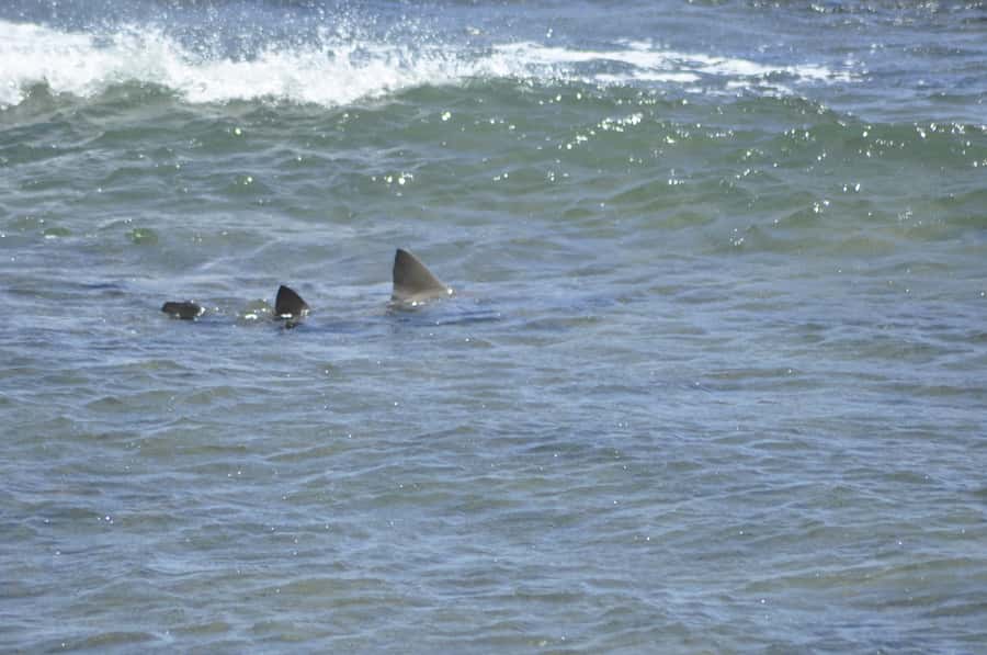 Boavista: Turtle, Shark, Santa Monica, Sandboard & Tasting - Santa Monica Beach and the Cost of a Short Stop