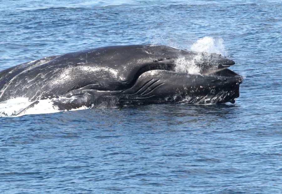 Boavista: Whale Watching half day trip - Key points to know before you book