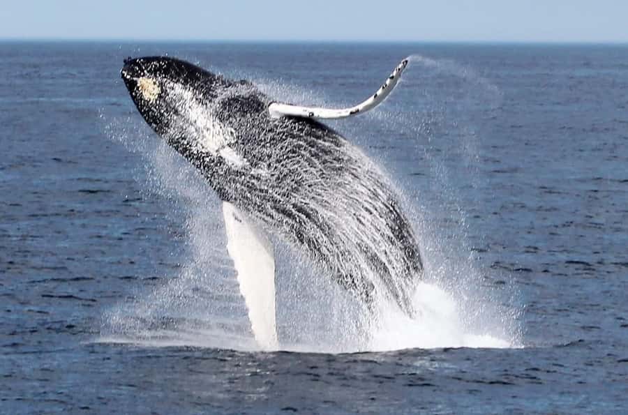 Boavista: Whale Watching half day trip - Why Boa Vista is a good place to look for whales