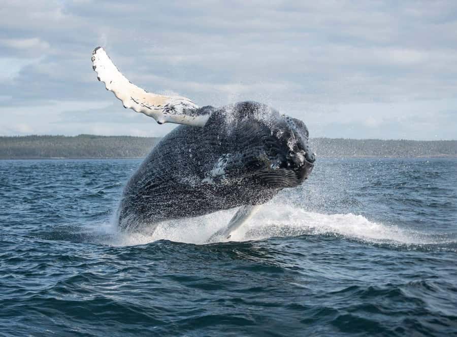 Boavista: Whale Watching half day trip - Boarding the Zodiac and meeting the crew