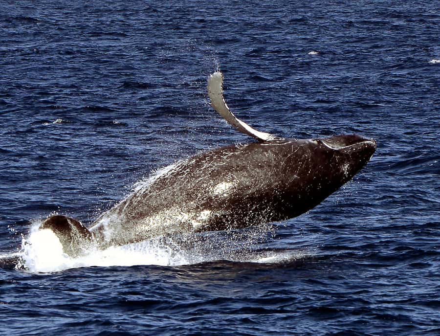 Boavista: Whale Watching half day trip - Searching the water for humpbacks