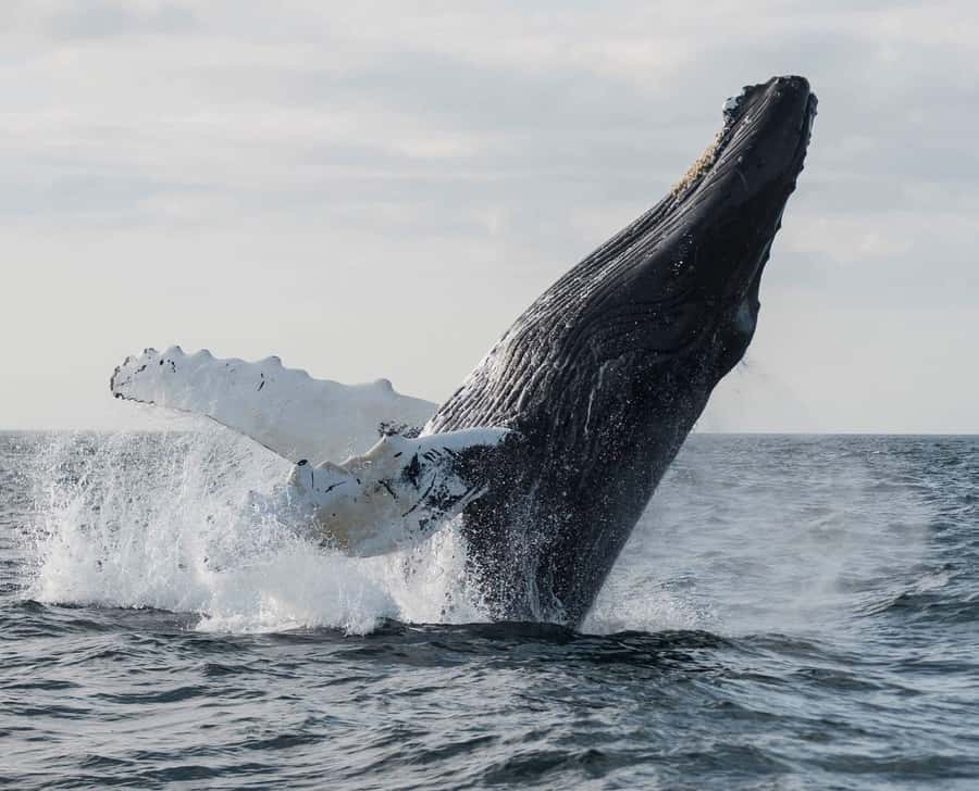 Boavista: Whale Watching half day trip - From your hotel to the port at Sal Rei