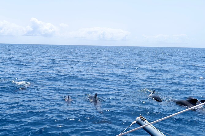 Catamaran Half Day - Beautiful day on the Atlantic Ocean - What the $68.36 price gets you