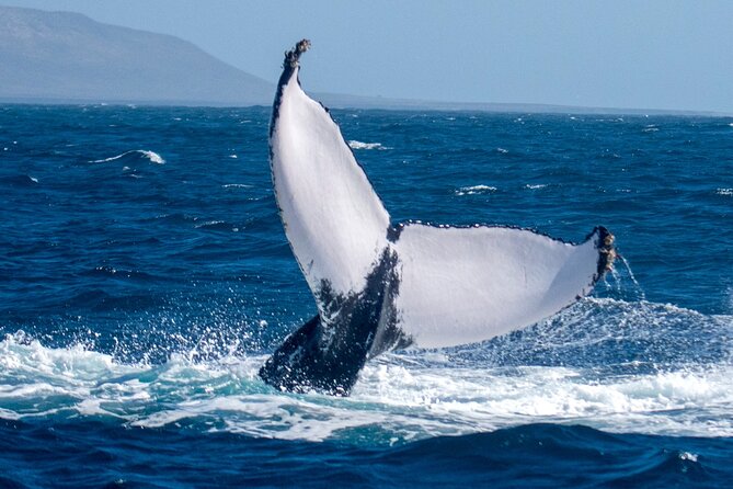 Catamaran Sailing Tour or Whale Watching at Boa Vista - Why the eight-person limit changes the day