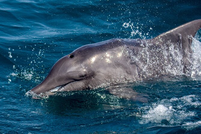 Catamaran Sailing Tour or Whale Watching at Boa Vista - Who will enjoy this Boa Vista boat trip most?