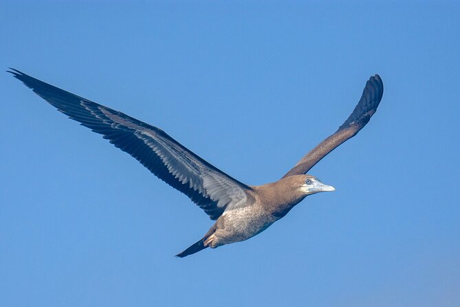 Catamaran Sailing Tour or Whale Watching at Boa Vista - Booking, timing, and cancellation details