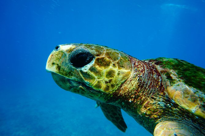 Discover Scuba Diving in Sal - Key points before you book