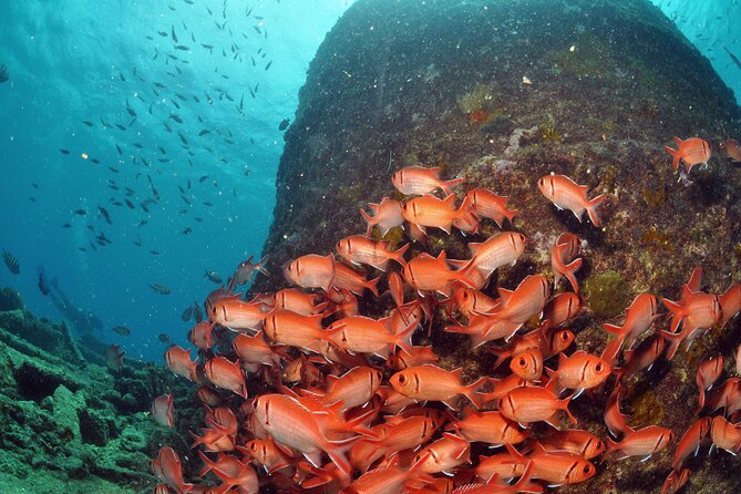Discover Scuba Diving in Sal - The afternoon Atlantic session by boat