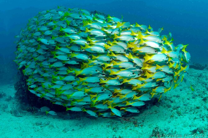 Discover Scuba Diving in Sal - Equipment and instruction for first-timers
