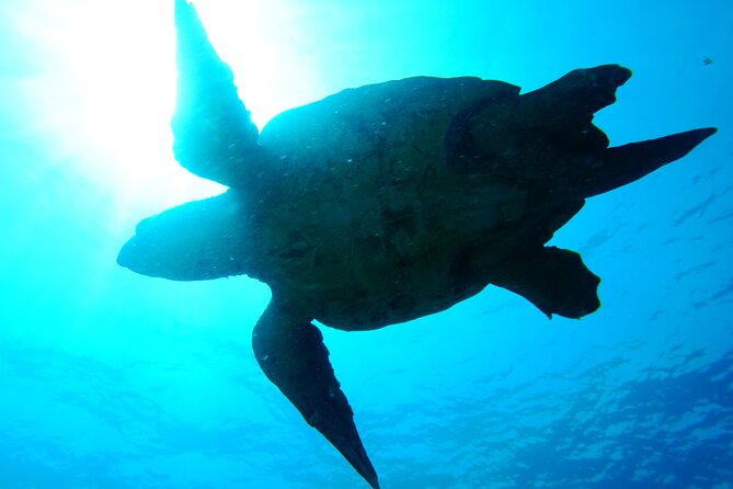 Discover Scuba Diving in Sal - What the $120.97 price covers