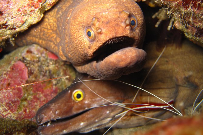 Double Diving in Sal Island - Half Day - What Your Four-Hour Morning Looks Like