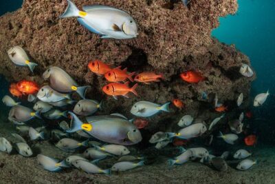 Double Diving in Sal Island – Half Day