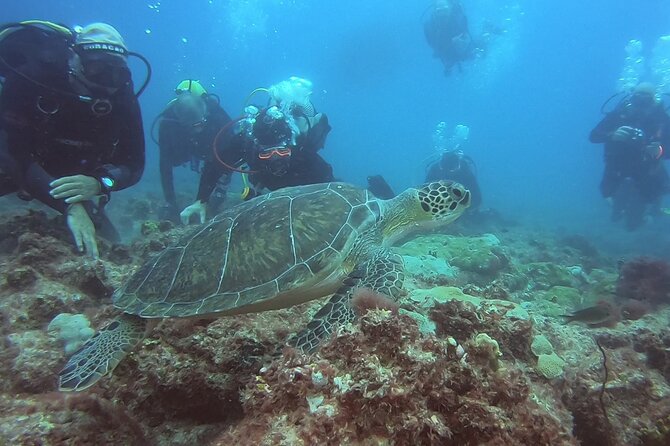 Double Diving in Sal Island - Half Day - Is the $104.68 Price Fair?