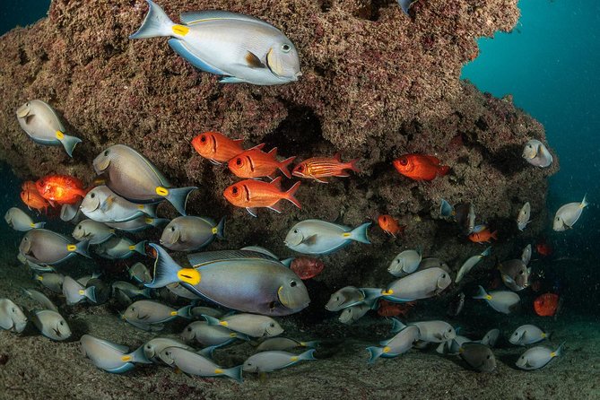 Double Diving in Sal Island - Half Day - What the Instructor Adds to the Experience