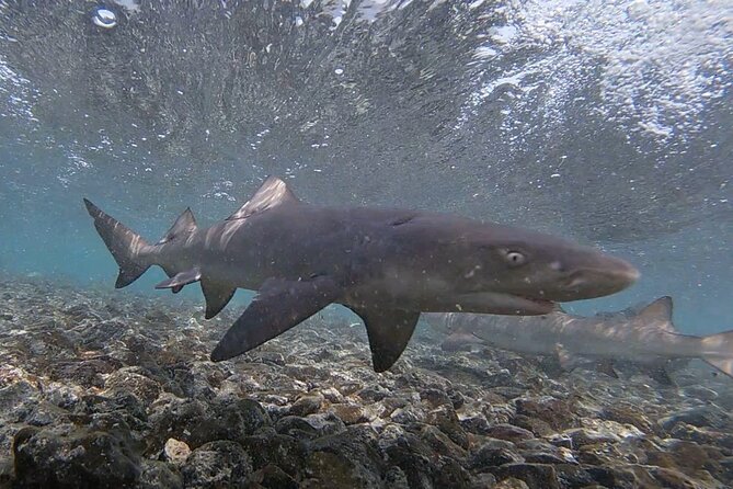 Experience on Sal Island with native and certified guide (including sharks) - Palmeira, where Sal’s working life is visible