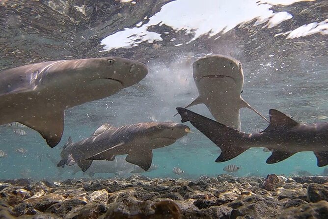 Experience on Sal Island with native and certified guide (including sharks) - What the guide adds to a fast day